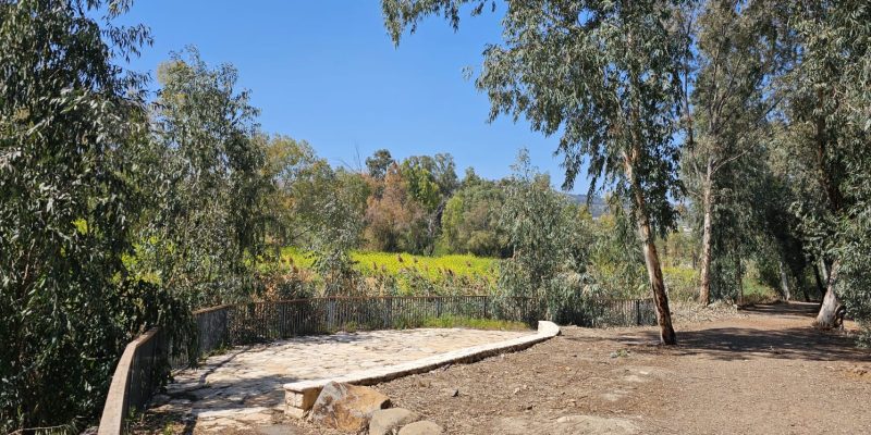 ביצת כנרת
