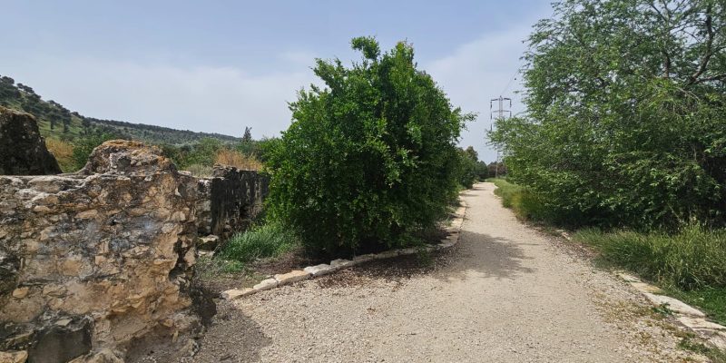 חורשת גדעון - בריכת גידעונה נחל חרוד