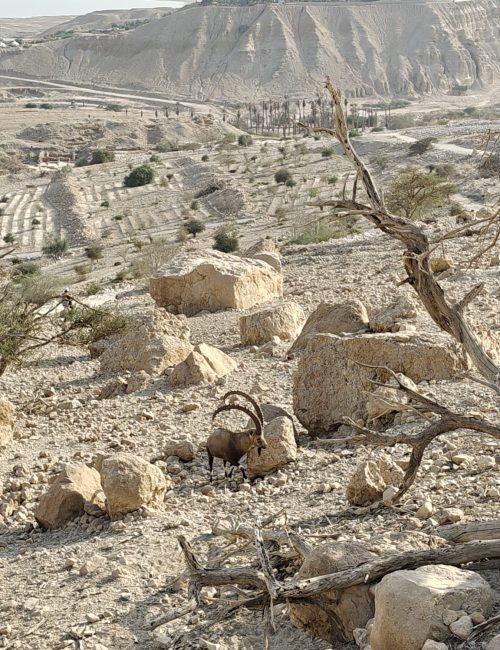 הנוף הנשקף צילום יעל קורץ
