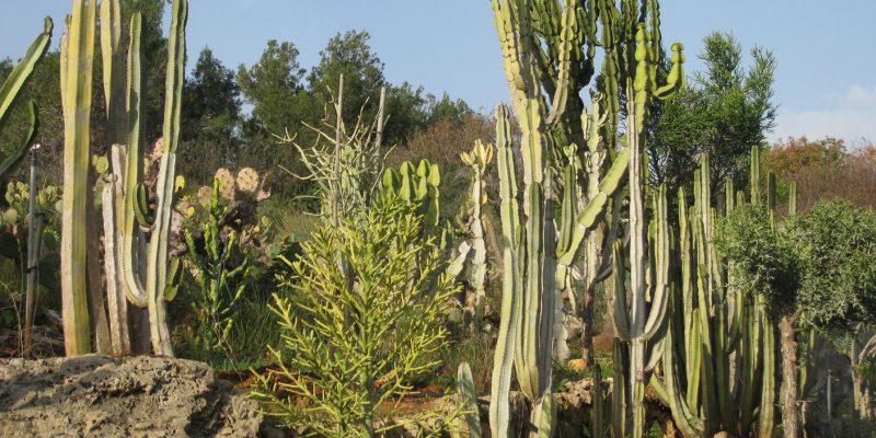 באדיבות הגן הבוטני של אוניברסיטת תל אביב: גן יהודה נפתלי