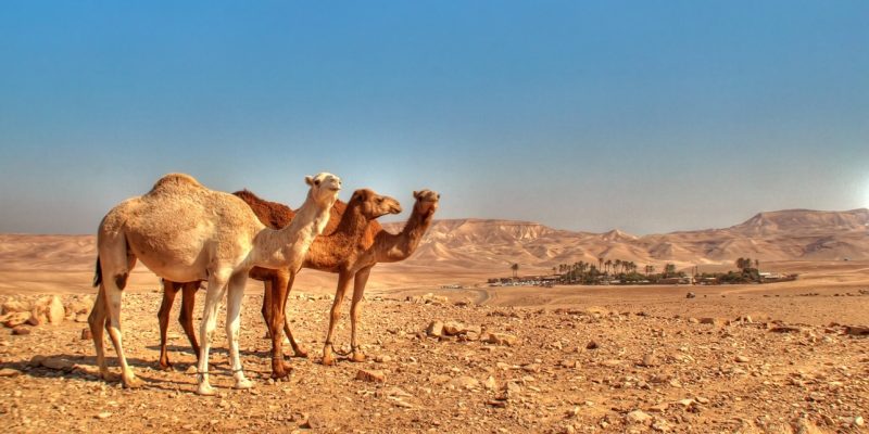 באדיבות: כפר הנוקדים ערד