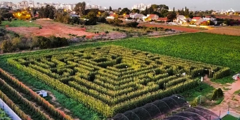 באדיבות: קלחים ומבוכים