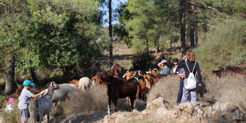 טיולים ופעילויות ברמת הנדיב לכל המשפחה באדיבות רמת הנדיב