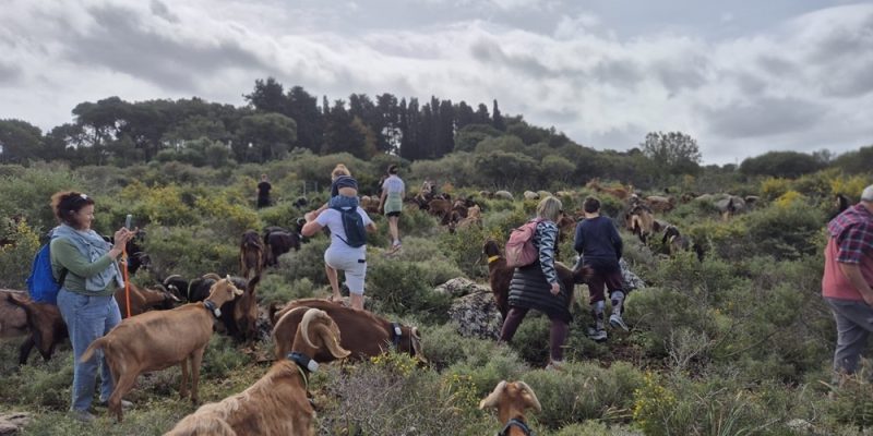 סיורי עזים ברמת הנדיב באדיבות רמת הנדיב