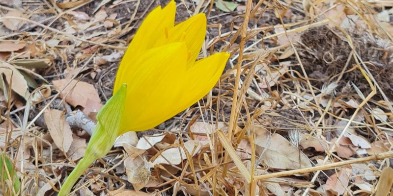 שביל החלמוניות - הר תבור