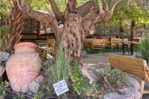 הגן הבוטני אילת